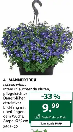 Dehner Männertreu Angebot