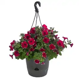 Dehner Hängepetunie 'Picotee', Ampel Ø 27 cm Dehner Angebot