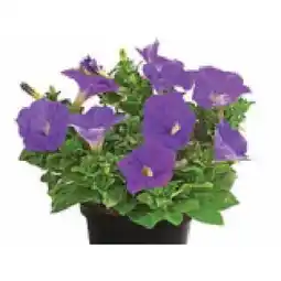 Dehner Hängepetunie Topf Ø 12 cm Dehner Angebot