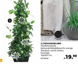 Dehner Passionsblume Angebot