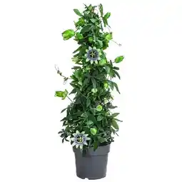 Dehner Passionsblume, Pyramide, Topf Ø17 cm versch. Sorten Dehner Angebot