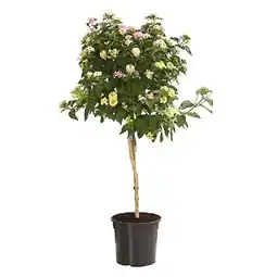 Dehner Wandelröschen, Stämmchen, Topf Ø23 cm Dehner Angebot