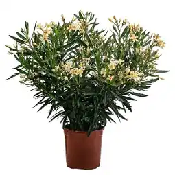 Dehner Oleander, Busch, Topf Ø20 cm Dehner Angebot