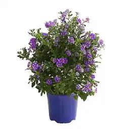 Dehner Enzianstrauch, Busch, Topf Ø17 cm Dehner Angebot