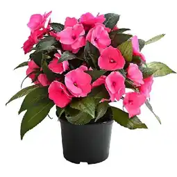 Dehner Edellieschen Topf Ø 12 cm Dehner Angebot