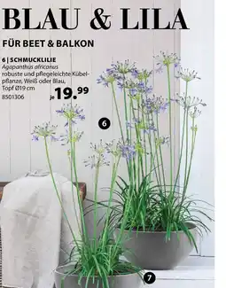 Dehner Schmucklilie Angebot