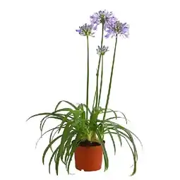 Dehner Schmucklilie Topf Ø19 cm Dehner Angebot