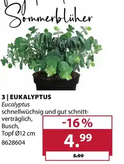 Dehner Eukalyptus Angebot