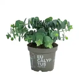 Dehner Eukalyptus, Busch, Topf Ø12 cm Dehner Angebot