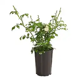 Dehner Bodendeckerrose 'Crystal Fairy', im 2-l-Topf Dehner Angebot