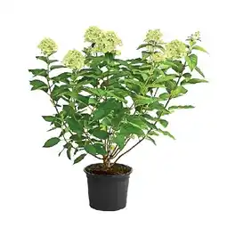 Dehner Rispen-Hortensie 'Limelight', im 3-l-Topf Dehner Angebot