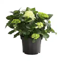 Dehner Bauern-Hortensie im 5-l-Topf Dehner Angebot