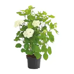 Dehner Schneeball-Hortensie 'Annabelle', im 3-l-Topf Dehner Angebot