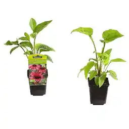 Dehner Bio Sonnenhut, Topf Ø9 cm Dehner Angebot