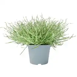 Dehner Weiches Honiggras, Topf Ø13 cm Dehner Angebot