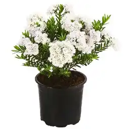 Dehner Strauchveronika 'Celina', Topf Ø13 cm Dehner Angebot