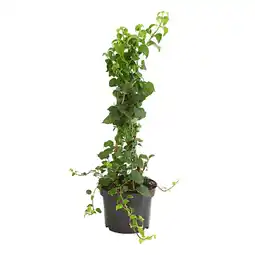 Dehner Kletter-Hortensie, im 3-l-Topf Dehner Angebot