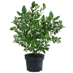 Dehner Heidelbeere 'Duke', im 3-l-Topf Dehner Angebot