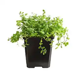 Dehner Bio Blauer Bubikopf, Topf Ø9 cm Dehner Angebot