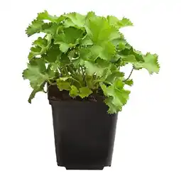 Dehner Bio Frauenmantel, Topf Ø9 cm Dehner Angebot