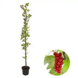 Dehner Rote Säulenjohannisbeere, im 5-l-Topf Dehner Angebot