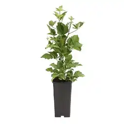 Dehner Brombeere 'Navaho', im 1,5-l-Topf Dehner Angebot