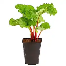 Dehner Himbeer-Rhabarber 'Frambosen', im 3-l-Topf Dehner Angebot