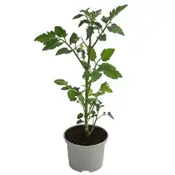 Dehner Zuckertomate, rot, Topf Ø10,5 cm Dehner Angebot