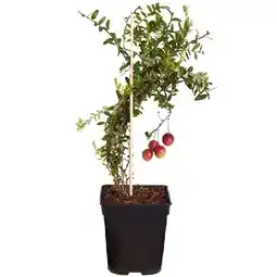 Dehner Cranberry 'Cranny', im 1-l Topf Dehner Angebot