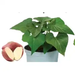 Dehner Süßkartoffel, Topf Ø12 cm Dehner Angebot