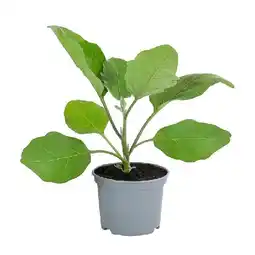 Dehner Mini Aubergine, Topf Ø10,5 cm Dehner Angebot
