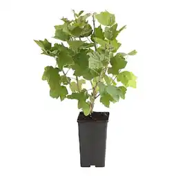 Dehner Johannisbeere 'Rovada', im 3-l-Topf Dehner Angebot