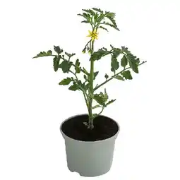 Dehner Schoko-Cocktailtomate, Topf Ø10,5 cm Dehner Angebot