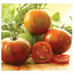 Dehner Zebratomate, Topf Ø10,5 cm Dehner Angebot