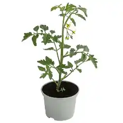 Dehner Tiger-Cocktailtomate, Topf Ø10,5 cm Dehner Angebot