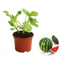 Dehner Mini-Wassermelone Topf Ø 10,5 cm Dehner Angebot