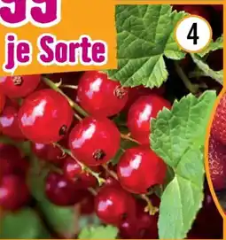 Hornbach Bio ribisel jonkheer Angebot