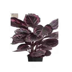 Dehner Korbmarante 'Surprise Star' Dehner Angebot