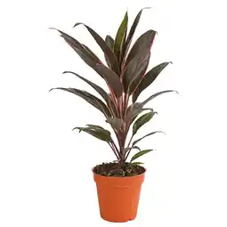 Dehner Keulenlilie versch. Sorten Dehner Angebot