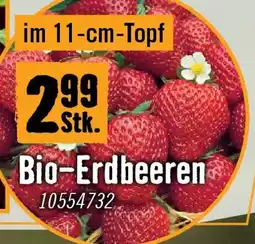 Hornbach Bio-Erdbeeren Angebot