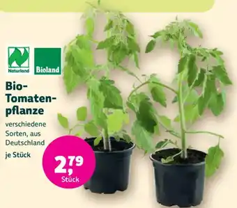 Bio- tomaten- pflanze