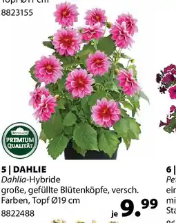 Dehner Dahlie dahlia-hybride Angebot