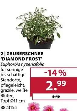 Dehner Zauberschnee diamond frost Angebot