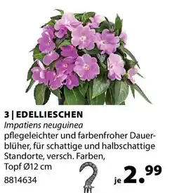 Dehner Edellieschen Angebot
