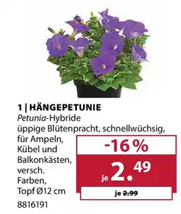 Dehner Hängepetunie petunia-hybride Angebot