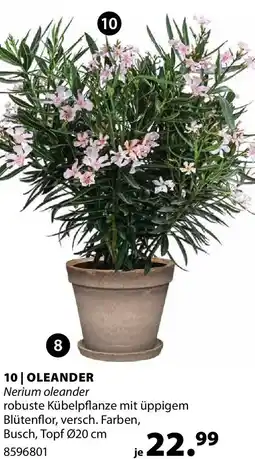 Dehner Oleander Angebot