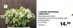 Dehner Rispen-hortensie Angebot