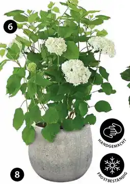 Dehner Schneeball-hortensie annabelle Angebot