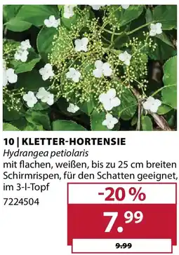 Dehner Kletter-hortensie hydrangea petiolaris Angebot