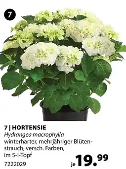 Dehner Hortensie Angebot